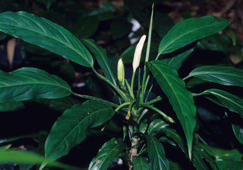 garden lottery inhale|How to win in a lottery: Aglaonema plant .